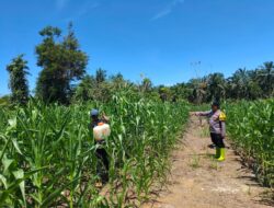 Wujudkan Polisi Cinta Petani, Polsek Rambah Samo Cek Ketahanan Pangan di Desa Teluk Aur.