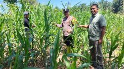 Polsek Rambah Samo,Gelar Pengecekan Perkembangan Ketahanan Pangan Jagung Pipil di Desa Teluk Aur