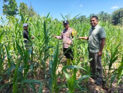 Polsek Rambah Samo,Gelar Pengecekan Perkembangan Ketahanan Pangan Jagung Pipil di Desa Teluk Aur