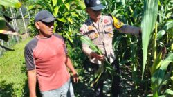 Polsek Tambusai Utara Bersama Petani Jagung,Cek Perkembangan Ketahanan Pangan di Desa Mekar Jaya