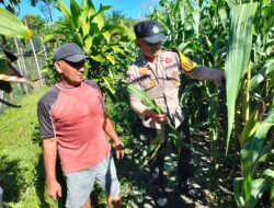 Polsek Tambusai Utara Bersama Petani Jagung,Cek Perkembangan Ketahanan Pangan di Desa Mekar Jaya