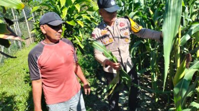 Polsek Tambusai Utara Bersama Petani Jagung,Cek Perkembangan Ketahanan Pangan di Desa Mekar Jaya