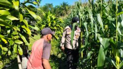 Polsek Tambusai Utara,Cek Perkembangan Ketahanan Pangan di Desa Mekar Jaya