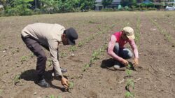 Polsek Tambusai Utara, Terus Peran Aktif, Dukung Program Presiden RI Melalui Pengecekan Perkembangan Tanaman Jagung di Desa Mahato Sakti.