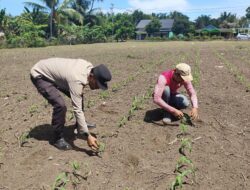 Polsek Tambusai Utara, Terus Peran Aktif, Dukung Program Presiden RI Melalui Pengecekan Perkembangan Tanaman Jagung di Desa Mahato Sakti.