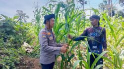 Peduli Petani, Polsek Rambah Samo Dukung Swasembada Pangan di Desa Sei Salak.