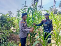 Peduli Petani, Polsek Rambah Samo Dukung Swasembada Pangan di Desa Sei Salak.