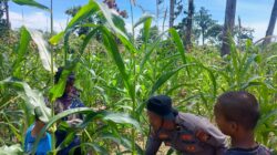 Dukung Program Presiden RI, Melalui Ketahanan pangan, Polsek Rambah Samo Terus Peran Aktif Cek Perkembangan Tanaman Jagung di Desa Sei Salak.