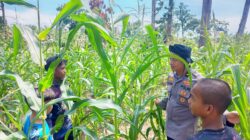Bentuk Kepedulian kepada Petani, Polsek Rambah Samo Turun Langsung Pantau Lahan Jagung Warga