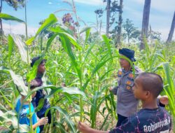 Bentuk Kepedulian kepada Petani, Polsek Rambah Samo Turun Langsung Pantau Lahan Jagung Warga