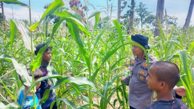 Bentuk Kepedulian kepada Petani, Polsek Rambah Samo Turun Langsung Pantau Lahan Jagung Warga