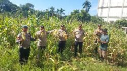 Panen Raya Jagung di Pimpin Langsung Kapolsek Ujung Batu Bersama Personil, Dukung Swasembada Pangan, Wujudkan Polisi Cinta Petani.