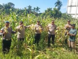Panen Raya Jagung di Pimpin Langsung Kapolsek Ujung Batu Bersama Personil, Dukung Swasembada Pangan, Wujudkan Polisi Cinta Petani.