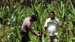 Dukung Ketahanan Pangan, Polsek Tandun dan PTPN IV Sei Tapung Kolaborasi Tanam Jagung Seluas 2 Ha