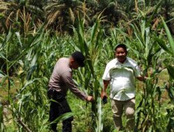 Dukung Ketahanan Pangan, Polsek Tandun dan PTPN IV Sei Tapung Kolaborasi Tanam Jagung Seluas 2 Ha