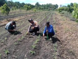 Dukung Ketahanan Pangan, Polsek Tambusai Utara Cek Pertumbuhan Jagung Umur 13 Hari di Desa Pagar Mayang Seluas 2 Hktr.