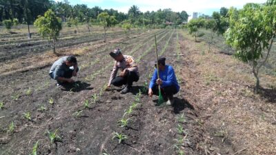 Dukung Ketahanan Pangan, Polsek Tambusai Utara Cek Pertumbuhan Jagung Umur 13 Hari di Desa Pagar Mayang Seluas 2 Hktr.