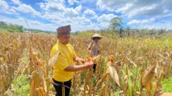 Dukung Program Ketahanan Pangan Nasional, Polsek Bonai Darussalam Pantau Optimalisasi Pertumbuhan Jagung di Desa Rawa Makmur