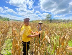 Dukung Program Ketahanan Pangan Nasional, Polsek Bonai Darussalam Pantau Optimalisasi Pertumbuhan Jagung di Desa Rawa Makmur