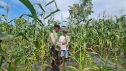 Polsek Tambusai Utara, Terus Sambangi Warga Dalam Rangka Pengecekan Perkembangan Ketahanan Pangan di Desa Simpang Harapan.
