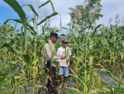 Polsek Tambusai Utara, Terus Sambangi Warga Dalam Rangka Pengecekan Perkembangan Ketahanan Pangan di Desa Simpang Harapan.