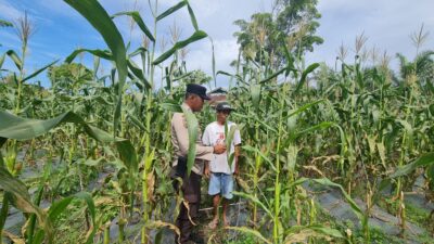 Polsek Tambusai Utara, Terus Sambangi Warga Dalam Rangka Pengecekan Perkembangan Ketahanan Pangan di Desa Simpang Harapan.