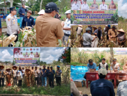 Polsek Tambusai Utara Dukung Ketahanan Pangan Nasional, Gelar Panen Raya Jagung Pipil di Desa Rantau Sakti Berjalan Lancar.