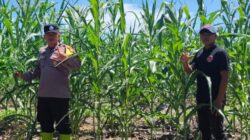 Kerja Nyata, Polsek Rambah Samo Bersama Petani Jagung, Cek Perkembangan Ketahanan Pangan di Desa Teluk Aur.