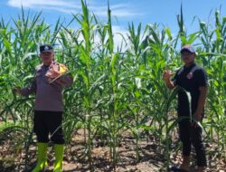 Kerja Nyata, Polsek Rambah Samo Bersama Petani Jagung, Cek Perkembangan Ketahanan Pangan di Desa Teluk Aur.