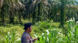 Terus Menggelorakan Polsek Rambah Samo Cek Perkembangan Tanaman Jagung, Wujudkan Polisi Cinta Petani di Desa Sei Salak.