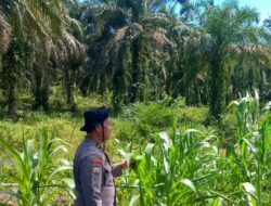 Terus Menggelorakan Polsek Rambah Samo Cek Perkembangan Tanaman Jagung, Wujudkan Polisi Cinta Petani di Desa Sei Salak.