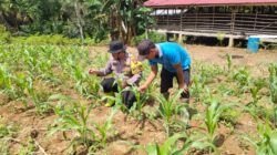 Cek Perkembangan Tanaman Jagung Yang Dikelola Langsung Polsek Rambah Samo di Desa Marga Mulya, Wujudkan Polisi Cinta Petani.