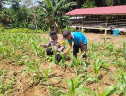 Cek Perkembangan Tanaman Jagung Yang Dikelola Langsung Polsek Rambah Samo di Desa Marga Mulya, Wujudkan Polisi Cinta Petani.