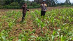 Jagung Dikelola Langsung Polsek Rambah Samo di Desa Marga Mulya, Wujudkan Polisi Cinta Petani.