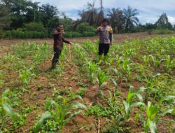Jagung Dikelola Langsung Polsek Rambah Samo di Desa Marga Mulya, Wujudkan Polisi Cinta Petani.