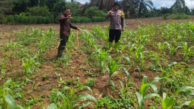 Jagung Dikelola Langsung Polsek Rambah Samo di Desa Marga Mulya, Wujudkan Polisi Cinta Petani.