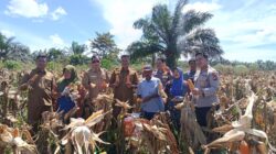 Polsek Tambusai Utara, Gelar Panen Raya Jagung Kuartal II di Desa Mahato Dukung Swasembada Pangan Tahun 2026.