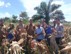 Polsek Tambusai Utara, Gelar Panen Raya Jagung Kuartal II di Desa Mahato Dukung Swasembada Pangan Tahun 2026.