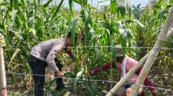 Polsek Tambusai Utara Kawal Pengecekan Perkembangan Jagung Monokultur di Desa Mekar Jaya, Wujudkan Polisi Cinta Petani.