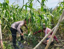Polsek Tambusai Utara Kawal Pengecekan Perkembangan Jagung Monokultur di Desa Mekar Jaya, Wujudkan Polisi Cinta Petani.