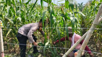 Polsek Tambusai Utara Kawal Pengecekan Perkembangan Jagung Monokultur di Desa Mekar Jaya, Wujudkan Polisi Cinta Petani.