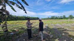Ketahanan Pangan Berbasis Desa, Polsek Tambusai Utara Dukung Pengembangan Lahan Jagung di Simpang Harapan