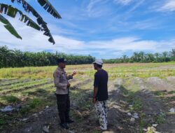 Ketahanan Pangan Berbasis Desa, Polsek Tambusai Utara Dukung Pengembangan Lahan Jagung di Simpang Harapan