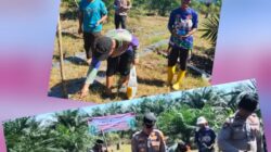 Perkuat Swasembada Pangan Kapolsek Ramso Dampingi Petani Kembangkan Budidaya Jagung Pipil