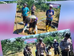 Perkuat Swasembada Pangan Kapolsek Ramso Dampingi Petani Kembangkan Budidaya Jagung Pipil
