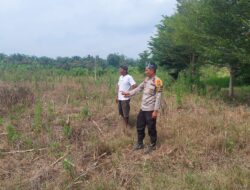 Sinergi Polsek Tambusai Utara Dukung Pengembangan Jagung Monokultur untuk Perkuat Swasembada Pangan Daerah