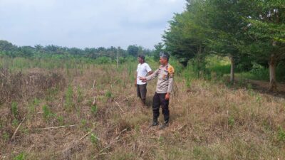 Sinergi Polsek Tambusai Utara Dukung Pengembangan Jagung Monokultur untuk Perkuat Swasembada Pangan Daerah