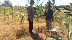 Polsek Tambusai Utara, Terus Sambangi Warga Dukung Swasembada Pangan di Desa Mahato