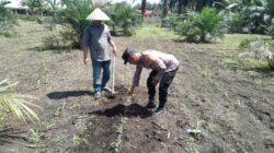Polsek Tambusai Utara, wujudkan Polisi Cinta Petani,Cek Lahan Jagung Yang Baru Saja di Tanam di Desa Pagar Mayang.