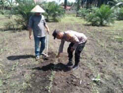 Polsek Tambusai Utara, wujudkan Polisi Cinta Petani,Cek Lahan Jagung Yang Baru Saja di Tanam di Desa Pagar Mayang.
